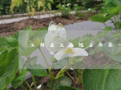 五转盘正法院后面第一排美食 五转盘正法院后面第一排美食