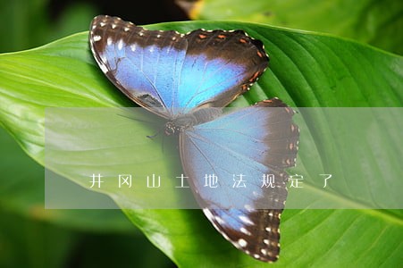 井冈山土地法规定了