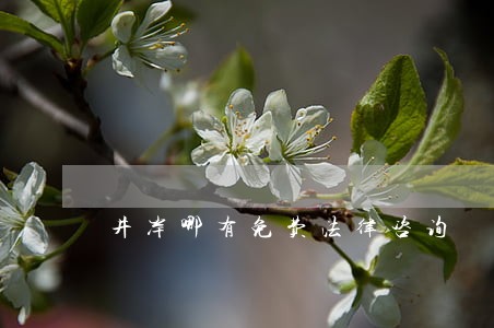 井岸哪有免费法律咨询