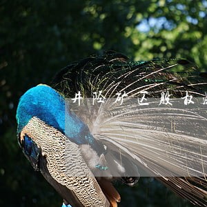 井陉矿区股权激励律师咨询电话 井陉矿区股权激励律师咨询电话