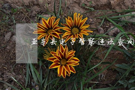 亚东县电子警察违法查询 亚东县电子警察违法查询