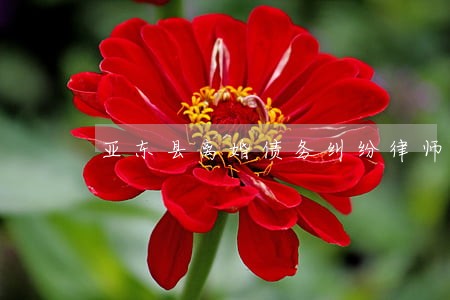 亚东县离婚债务纠纷律师 亚东县离婚债务纠纷律师