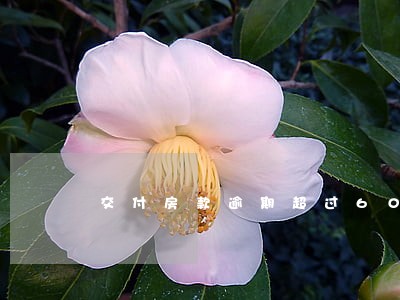 交付房款逾期超过60日 交付房款逾期超过60日