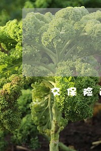 交保险逾期影响信用吗 交保险逾期影响信用吗