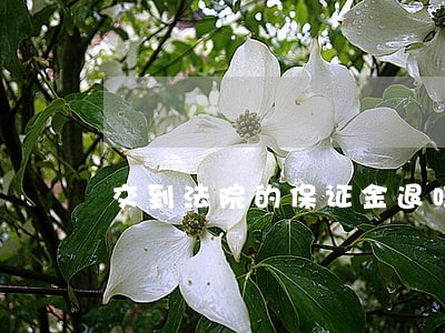 交到法院的保证金退吗 交到法院的保证金退吗