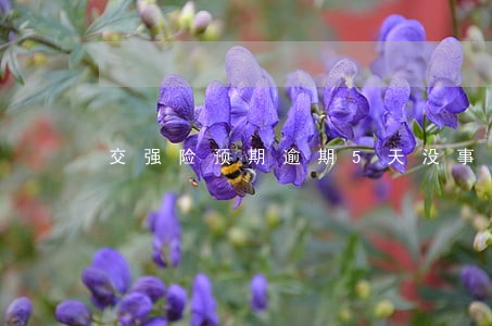 交强险预期逾期5天没事吧 交强险预期逾期5天没事吧