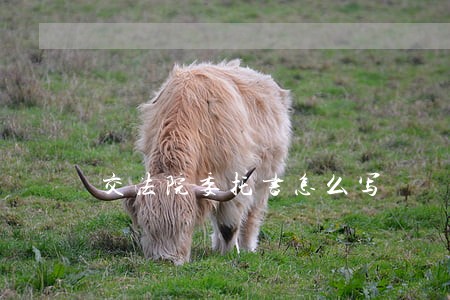 交法院委托书怎么写 交法院委托书怎么写