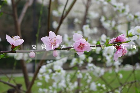交管123一直显示车辆检验逾期 交管123一直显示车辆检验逾期