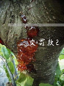交罚款20块钱逾期怎么算 交罚款20块钱逾期怎么算