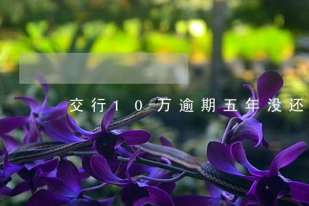 交行10万逾期五年没还 交行10万逾期五年没还