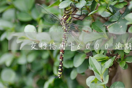 交行信用卡6000逾期六个月 交行信用卡6000逾期六个月