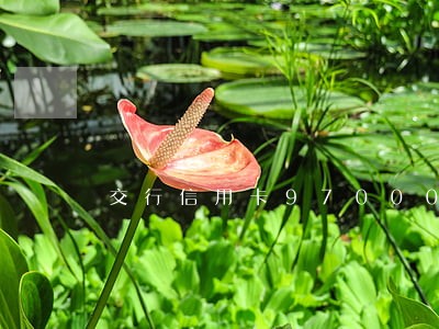交行信用卡97000逾期 交行信用卡97000逾期