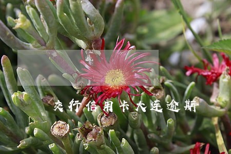 交行信用卡大连逾期 交行信用卡大连逾期