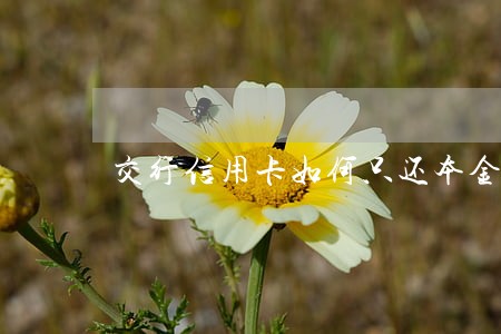 交行信用卡如何只还本金 交行信用卡如何只还本金