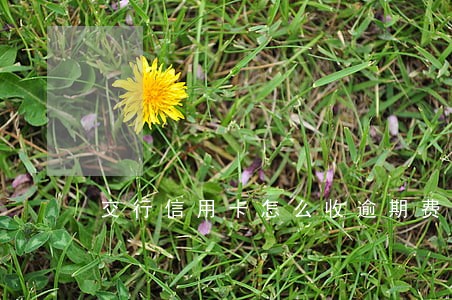 交行信用卡怎么收逾期费
