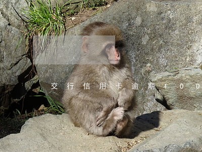 交行信用卡逾期100块钱