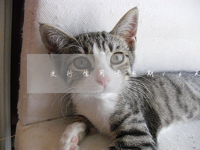 交行信用卡逾期16天打电话 交行信用卡逾期16天打电话