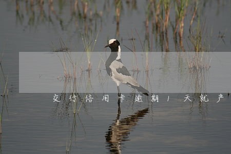 交行信用卡逾期1天就产生违约金 交行信用卡逾期1天就产生违约金