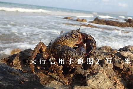 交行信用卡逾期2万一年利息