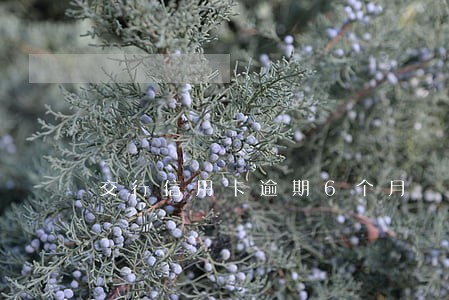 交行信用卡逾期6个月 交行信用卡逾期6个月