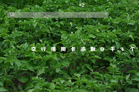 交行信用卡逾期8千3个多月 交行信用卡逾期8千3个多月
