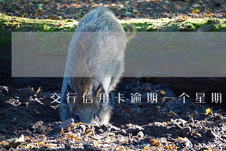 交行信用卡逾期一个星期 交行信用卡逾期一个星期