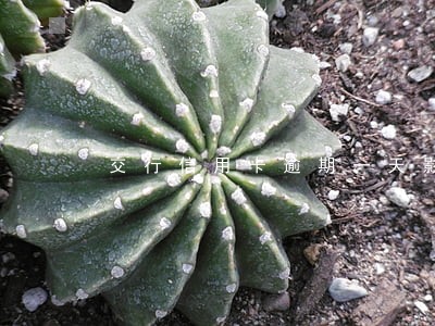 交行信用卡逾期一天影响征信 交行信用卡逾期一天影响征信