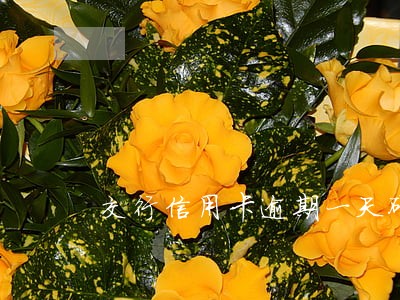 交行信用卡逾期一天碍事吗 交行信用卡逾期一天碍事吗