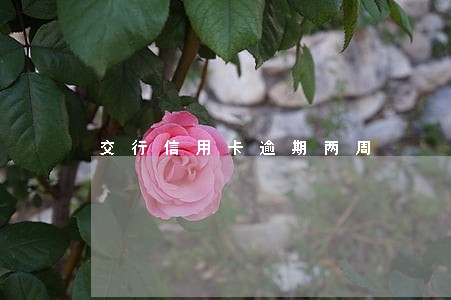 交行信用卡逾期两周 交行信用卡逾期两周