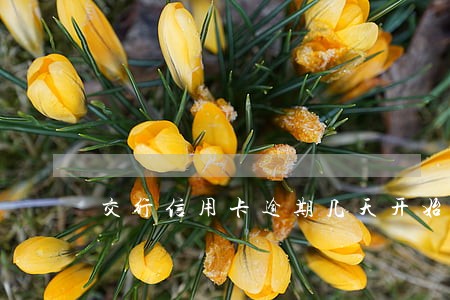 交行信用卡逾期几天开始催 交行信用卡逾期几天开始催