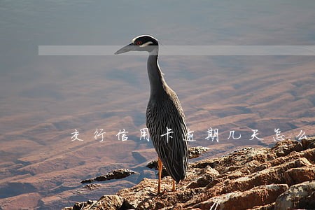 交行信用卡逾期几天怎么办 交行信用卡逾期几天怎么办