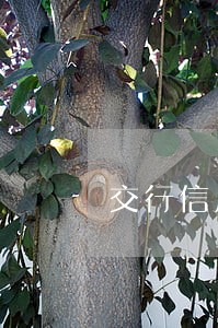 交行信用卡逾期十分钟有事吗 交行信用卡逾期十分钟有事吗