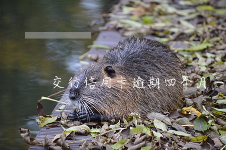 交行信用卡逾期四个月一万五