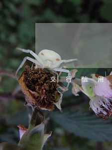 交行信用卡逾期在信合贷款 交行信用卡逾期在信合贷款