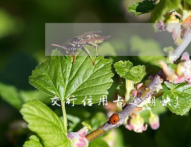 交行信用卡逾期快1个月 交行信用卡逾期快1个月