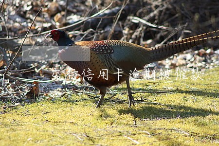 交行信用卡逾期被催款