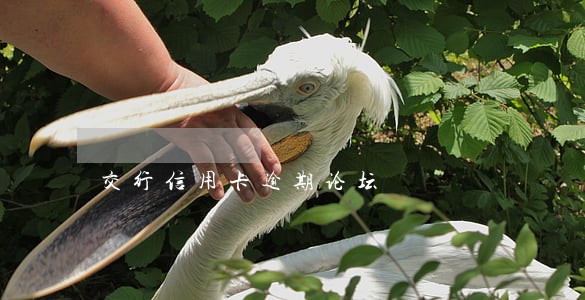 交行信用卡逾期论坛 交行信用卡逾期论坛