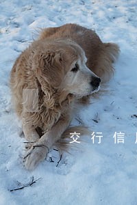 交行信用卡逾期还钱在哪还 交行信用卡逾期还钱在哪还