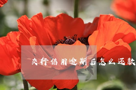 交行信用逾期后怎么还款期限 交行信用逾期后怎么还款期限