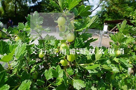 交行信用逾期怎么取消 交行信用逾期怎么取消
