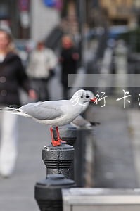 交行卡逾期打电话到单位