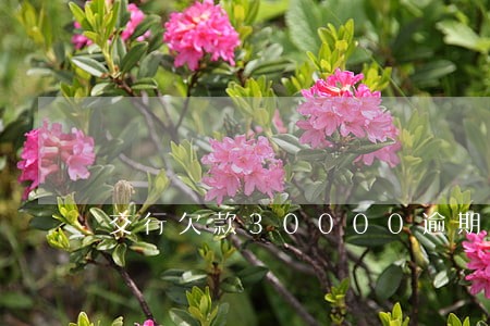 交行欠款30000逾期快3月了 交行欠款30000逾期快3月了
