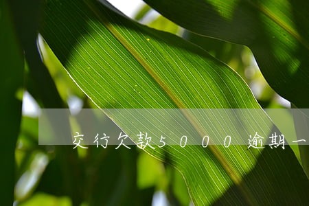 交行欠款5000逾期一年 交行欠款5000逾期一年
