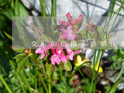 交行的信用卡逾期6天 交行的信用卡逾期6天