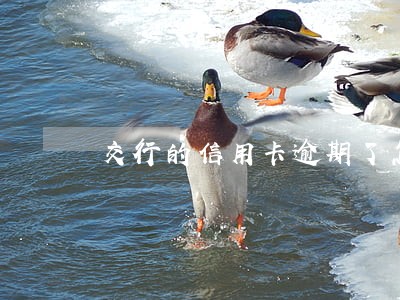 交行的信用卡逾期了怎么取消 交行的信用卡逾期了怎么取消