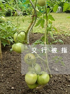 交行被指违法 交行被指违法