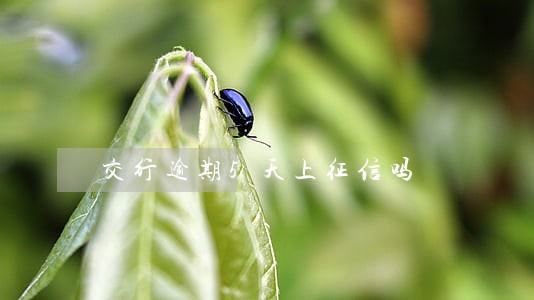 交行逾期5天上征信吗 交行逾期5天上征信吗