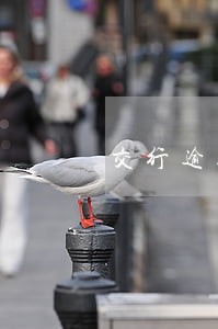 交行逾期8万 交行逾期8万