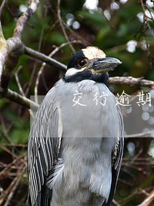 交行逾期还款信用记录 交行逾期还款信用记录