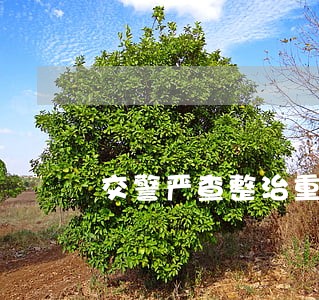 交警严查整治重点违法行为 交警严查整治重点违法行为
